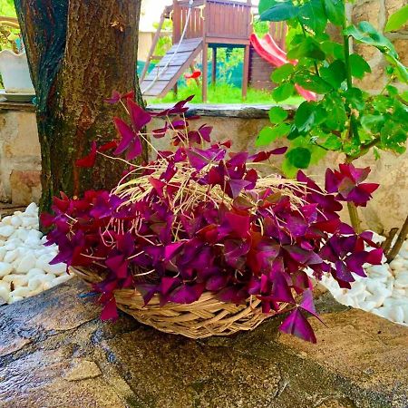 Triglav Edelweiss Guest House Pavel Banya Bagian luar foto